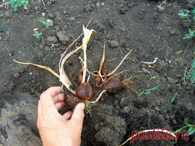 Зачем выкапывают тюльпаны и когда это надо делать? 
Луковицы большинства сортовых тюльпанов необходимо ежегодно выкапывать и сажать заново. Всё дело в том, что это растение каждый год «меняет» луковицу: старая отмирает, а вместо нее образуется одна ил…