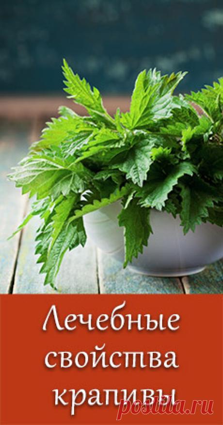 Полезные свойства крапивы. Применение крапивы в косметологии, кулинарии и медицине