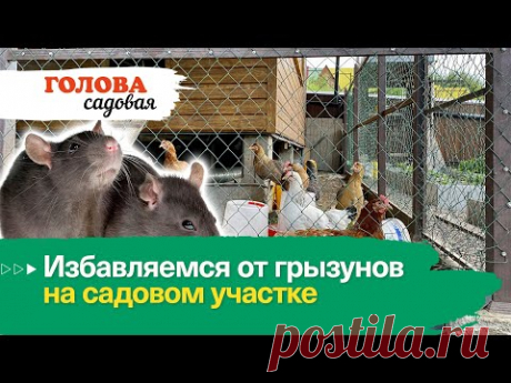 Голова садовая - Избавляемся от грызунов на садовом участке