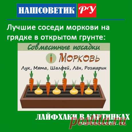 Лучшие соседи моркови на грядке в открытом грунте. По соседству с ними ваша морковь вырастет крупной и сладкой.