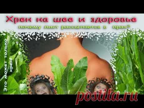 Хрен на шее и здоровье. Почему лист рассыпается в прах. Это может только хрен - YouTube
