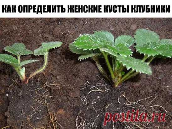 КАК ОПРЕДЕЛИТЬ ЖЕНСКИЕ КУСТЫ КЛУБНИКИ
Что нужно делать? Обязательно поливайте клубнику, ведь сейчас закладывается будущий урожай. И своевременно займитесь размножением кустов клубники. В этом деле нужно знать некоторые премудрости.
Для того, чтобы собирать обильный урожай, нужно убедиться, что на грядке преобладают кусты женского пола. Ведь плодоносят в основном женские растения, а мужские хоть и дают небольшое количество ягод, отвечают они, в основном, за опыление женских кустов. 10 мужских к