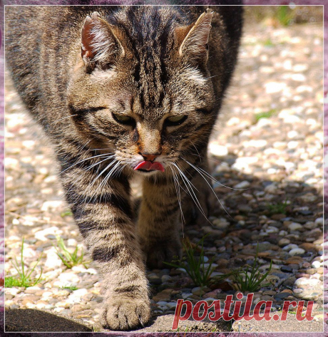Lecker... - Image &amp; Photo by R. Alex from Katzen - Photography (30203261) | fotocommunity