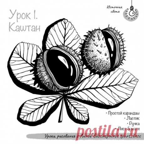 Рисуем каштан Рисуем каштанРисование простыми карандашами доступно каждому.