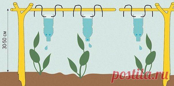 Устраиваем растениям капельный полив.