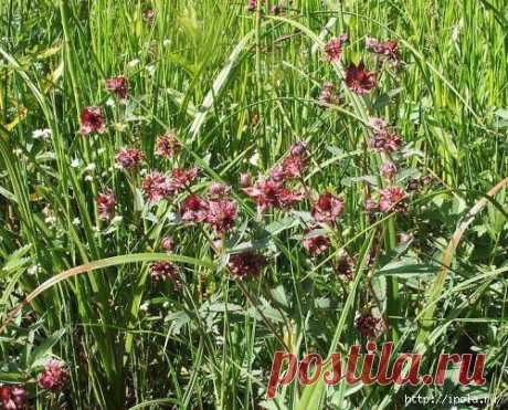 Сабельник болотный, народные рецепты..