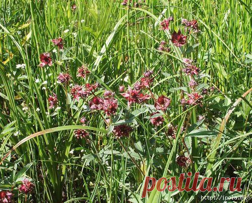 Сабельник болотный, народные рецепты..