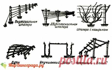 как сделать виноградник на даче - 6 074 картинки. Поиск Mail.Ru