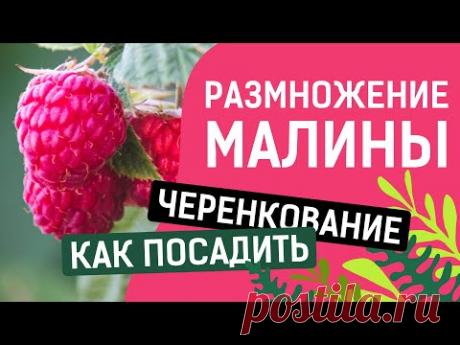 ЧЕРЕНКОВАНИЕ МАЛИНЫ!! ПРОСТО,БЫСТРО И УДОБНО!!