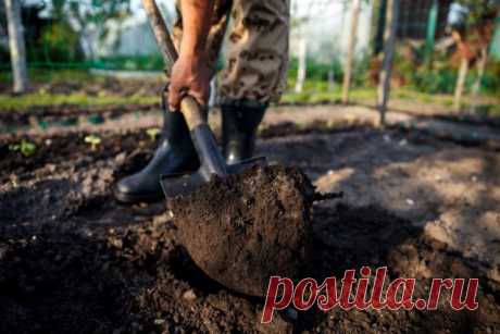 Как восстановить почву в саду и огороде к новому сезону? — Ботаничка