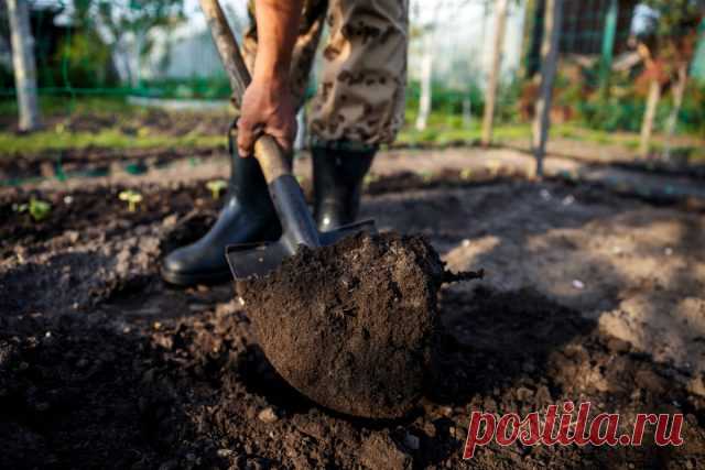 Как восстановить почву в саду и огороде к новому сезону? — Ботаничка