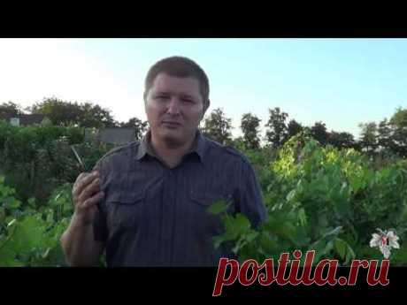 Борьба с болезнями винограда во время созревания урожая. Виноград 2016.