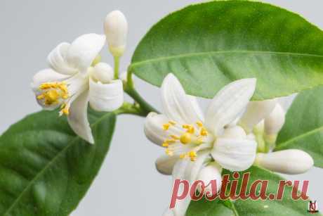 Как опылять комнатные цитрусовые растения | Limonchello.com
