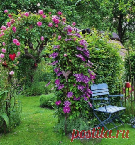 Вьющиеся цветы для украшения вашей дачи и участка: ТОП 5 вариантов Selo.Guru — интернет портал о сельском хозяйстве