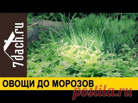 🥗 Какие овощи выдерживают небольшие морозы - 7 дач