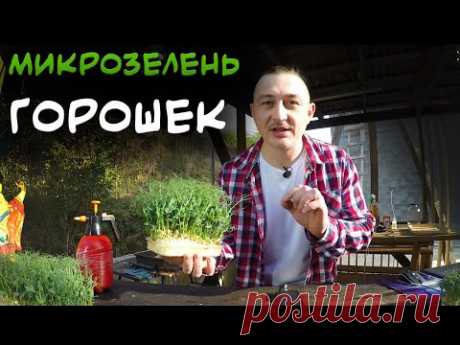 Микрозелень "Усатый горошек". Как вырастить дома. Профилактика от Рака.