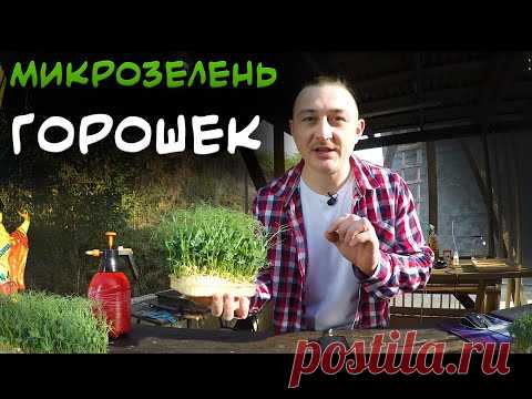 Микрозелень 