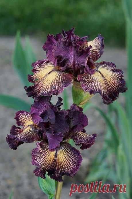 Presby Memorial Iris Gardens_101