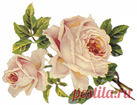 винтажные цветы в PNG для декупажа