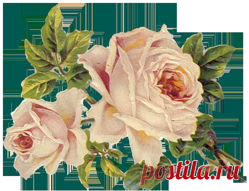 винтажные цветы в PNG для декупажа