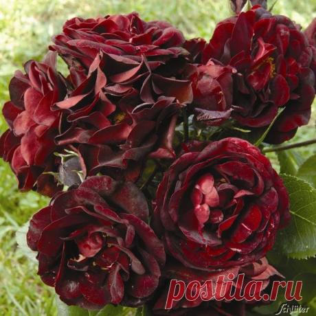 РЕДКИЕ И ЭКСТРАВАГАНТНЫЕ СОРТА РОЗ — 6 соток