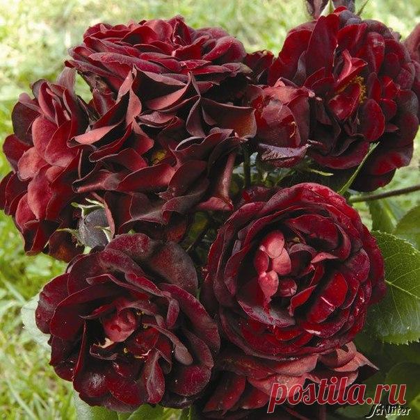 РЕДКИЕ И ЭКСТРАВАГАНТНЫЕ СОРТА РОЗ — 6 соток