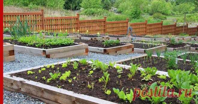 Как грамотно сделать грядки, если участок на склоне: советы огородникам Даже если дачный участок расположен на склоне, на нем можно организовать огород, который даст хороший урожай. Плодородные грядки в таком случае сделать
