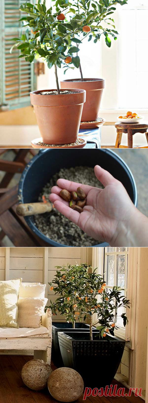 Мушмула японская выращивание в домашних условиях Мушмула из косточки и черенка Фото дерева