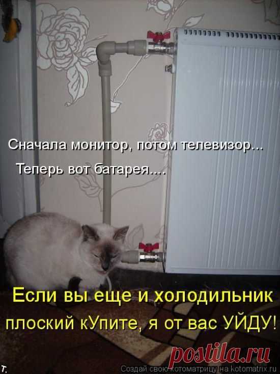 Забавные животные