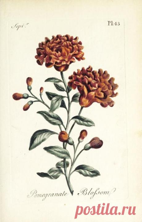 The florist : containing sixty plates of the most beautiful flowers regularly dispos'd in their succession of blowing : to which is added an accurate description of their colours, with instructions for drawing & painting them according to nature : being a new work intended for the use & amusement of gentlemen and ladies delighting in that art : Free Download, Borrow, and Streaming : Internet Archive