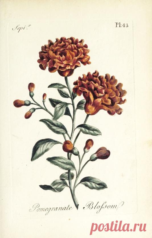 The florist : containing sixty plates of the most beautiful flowers regularly dispos'd in their succession of blowing : to which is added an accurate description of their colours, with instructions for drawing & painting them according to nature : being a new work intended for the use & amusement of gentlemen and ladies delighting in that art : Free Download, Borrow, and Streaming : Internet Archive