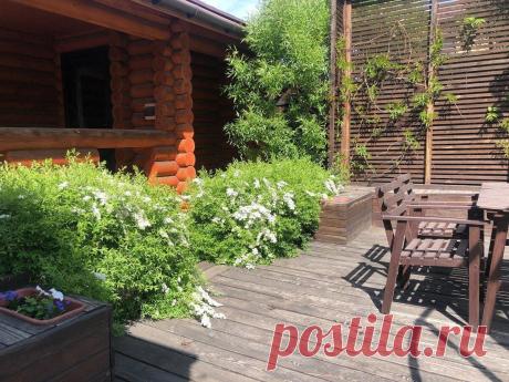 Как мы отгородились от соседей Садовые ширмы в ландшафтном дизайне