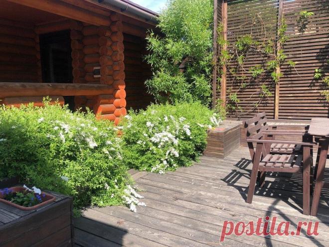 Как мы отгородились от соседей Садовые ширмы в ландшафтном дизайне