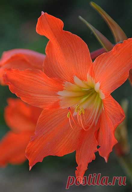Orange lily | Flowers: Lillies