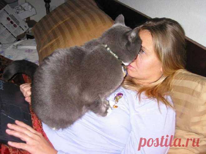15 фото котов, чье поведение доводит хозяев до безумия — Калейдоскоп чудес