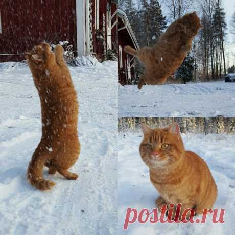 Хочу быть котом, чтобы радоваться самым банальным вещам