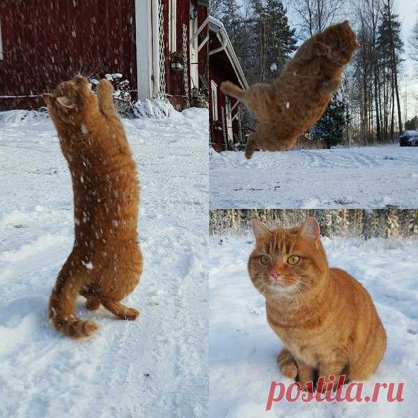 Хочу быть котом, чтобы радоваться самым банальным вещам