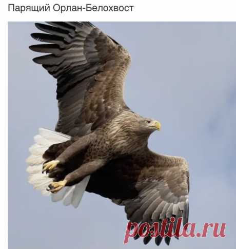 Орёл