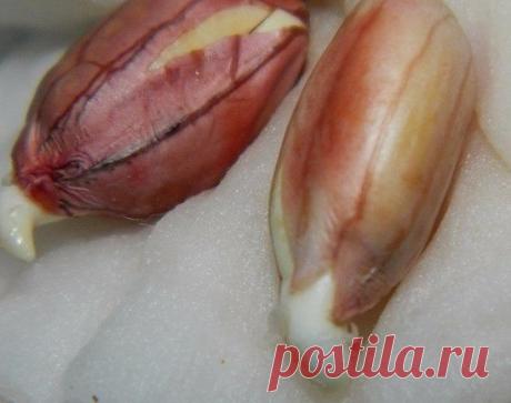 Как вырастить земляной орех – арахис? | 6 соток