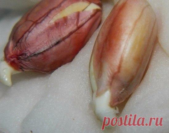 Как вырастить земляной орех – арахис? | 6 соток