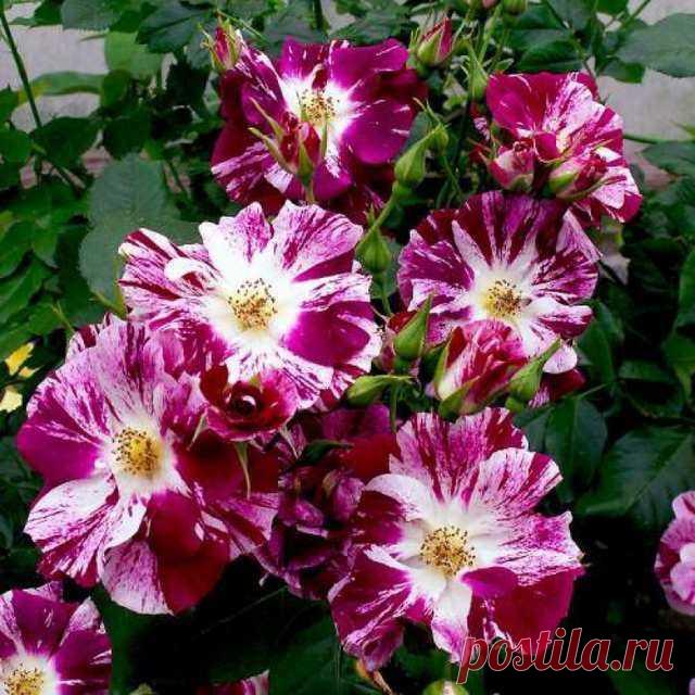 Перпл Сплэш (Purple Splash) • Питомник роз 