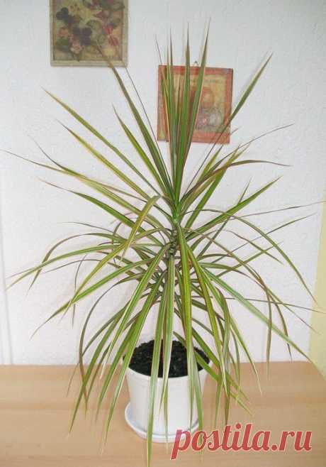 Драцена без хлопот - Сад на подоконнике