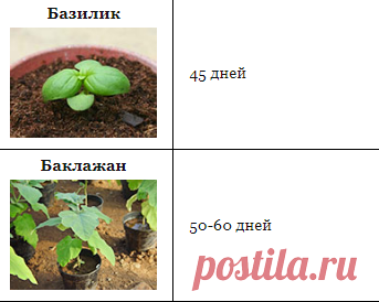 Выращивание рассады: сроки, досвечивание, оптимальная температура - Дачные советы.ру