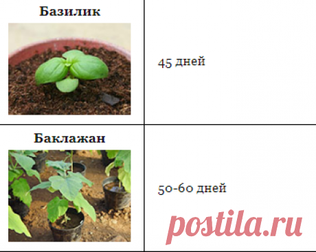 Выращивание рассады: сроки, досвечивание, оптимальная температура - Дачные советы.ру