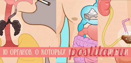 10 тайных органов человеческого тела, о которых вы и не подозревали