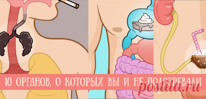 10 тайных органов человеческого тела, о которых вы и не подозревали