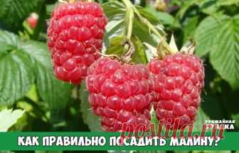 Малина, как посадить 
Место для посадки малины лучше всего выбрать солнечное и защищенное от ветра. Очень хорошо если зимой там будет накапливаться снег. Малина будет мало давать ягод, если будет посажена в тени. Побеги станут вытягиваться, а ягоды будут формироваться только на верхушках. К тому же их придется на зиму пригибать иначе они замерзнут.

Малину правильнее сажать траншейным способом располагая яму с севера на юг, шириной в 50 см. и столько же глубиной.

Траншею ...