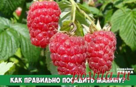 Малина, как посадить 
Место для посадки малины лучше всего выбрать солнечное и защищенное от ветра. Очень хорошо если зимой там будет накапливаться снег. Малина будет мало давать ягод, если будет посажена в тени. Побеги станут вытягиваться, а ягоды будут формироваться только на верхушках. К тому же их придется на зиму пригибать иначе они замерзнут.

Малину правильнее сажать траншейным способом располагая яму с севера на юг, шириной в 50 см. и столько же глубиной.

Траншею ...