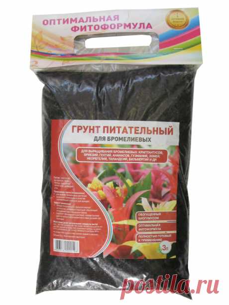 Вриезия: яркая кокетка