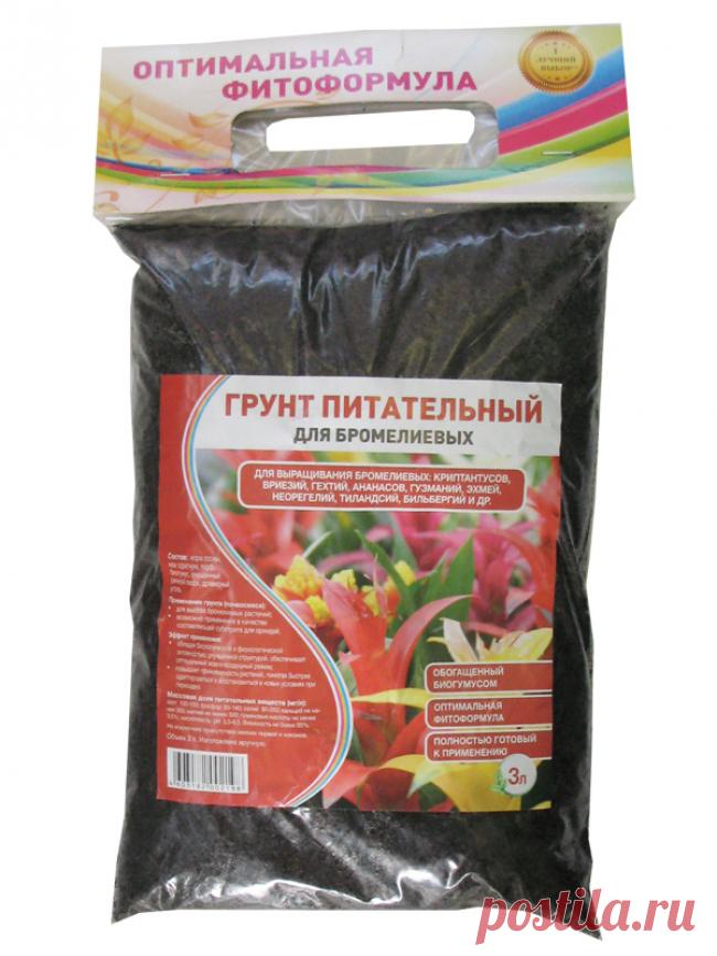 Вриезия: яркая кокетка